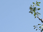 [破解] MIMK-098 戦争が終わって用済みになった人間兵器の巨乳美少女 - 1of5