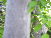 START-415 人生初のナマ中出し解禁 気持ち良すぎて痙攣が止まらない大絶頂セックス！ 彩月七緒 - 1of5