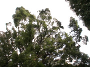 [SGA-002] パーフェクト過ぎるFカップ人妻 林ゆな 38歳 生ハメ・顔射・中出し解禁 ！