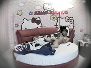 哈喽KT情趣房女友貌似很饥渴还没有脱好就把他按倒鸡巴吃得很有味