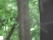 战斗民族就是牛逼 野外树林拍各种极品嘘嘘 少女少妇熟女丝袜丁字裤满足各种口味 好过瘾720P完整版