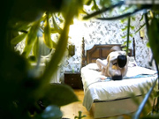 年轻水嫩的漂亮大学美女酒店被鸡鸡粗大的男友抱起来猛操后又趴在屁股上狂干内射,美女受不了呻吟惨叫