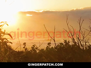 可爱少女 Ginger Miley 报答爸爸的养育之恩