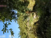 妹子野外树林里露出自慰飙尿自拍 树棍子自虐生殖器完整版本