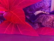 ViciNeko ➤ Raiden x Yae